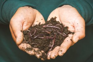 Worms create great fertilizer for plants!