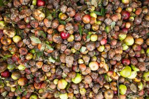 Here are practical ways to reduce food waste, like this pile of rotting apples