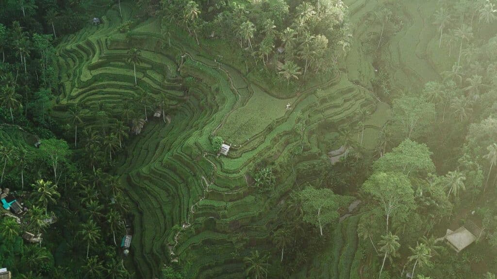 A birds eye view of the Tegallalang Rice Terraces in the north of Ubud