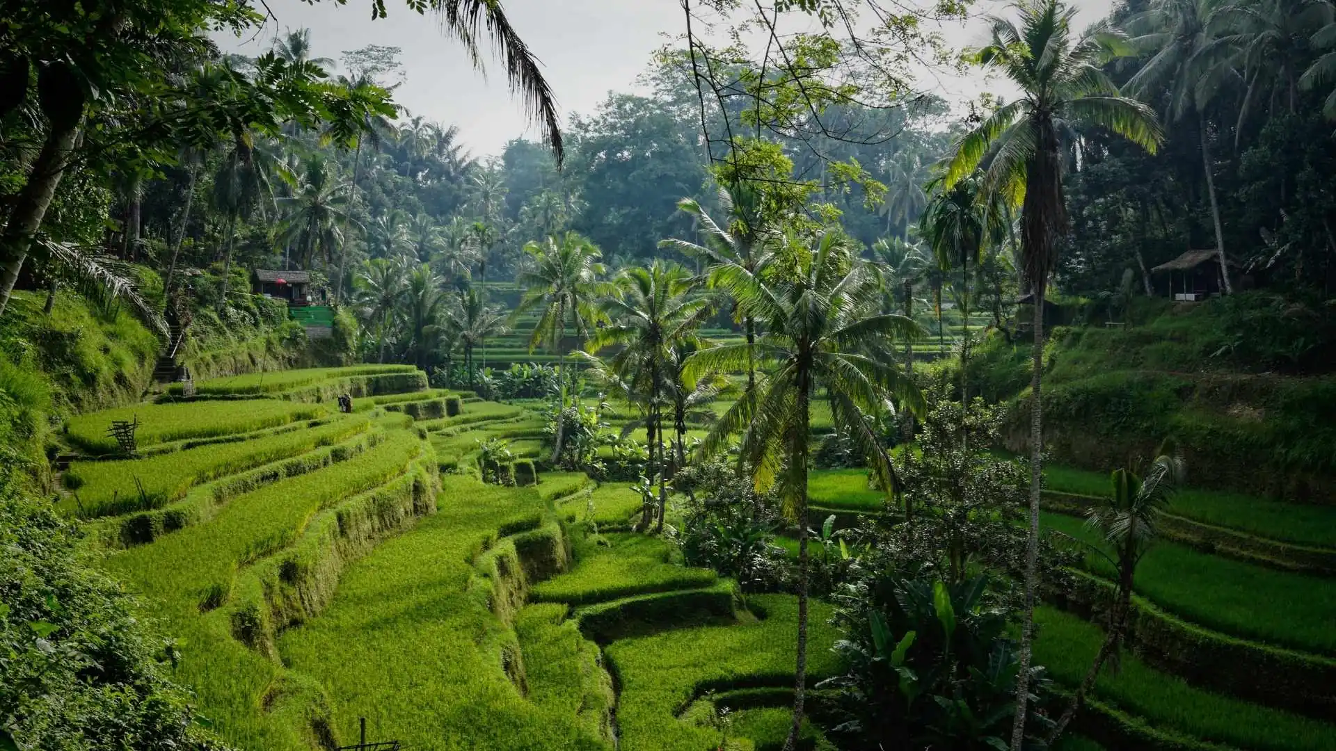 Prime 10 Issues To Do In Ubud, Bali